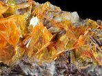Bright Orange Wulfenite Cluster - Large Crystals #39140-4